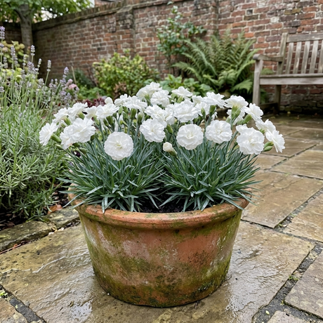 Dianthus 'Oscar White' outdoor garden plant bearing white blooms above narrow green foliage
