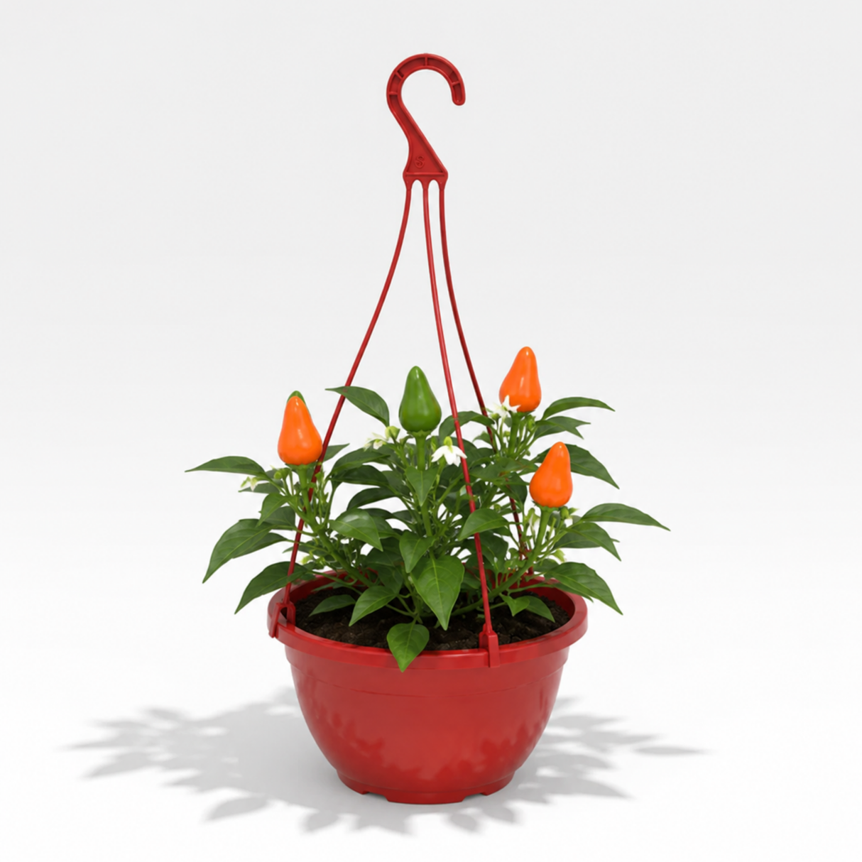 Sweet Pepper 'Peppers from Heaven Orange' showing cascading stems, orange peppers and lush green leaves.