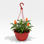 Sweet Pepper 'Peppers from Heaven Orange' showing cascading stems, orange peppers and lush green leaves.