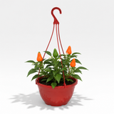 Sweet Pepper 'Peppers from Heaven Orange' showing cascading stems, orange peppers and lush green leaves.