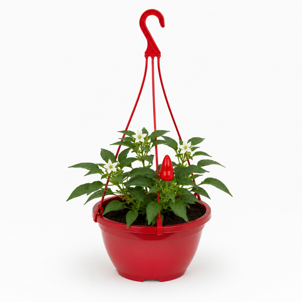 Sweet Pepper 'Peppers from Heaven Red' with red fruit and leafy green stems
