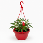 Sweet Pepper 'Peppers from Heaven Red' with red fruit and leafy green stems