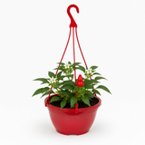 Sweet Pepper 'Peppers from Heaven Red' with red fruit and leafy green stems