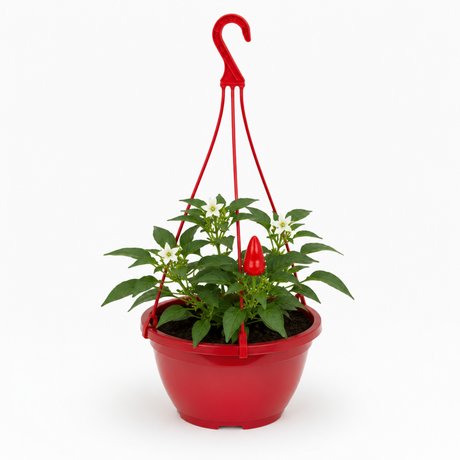 Sweet Pepper 'Peppers from Heaven Red' with red fruit and leafy green stems
