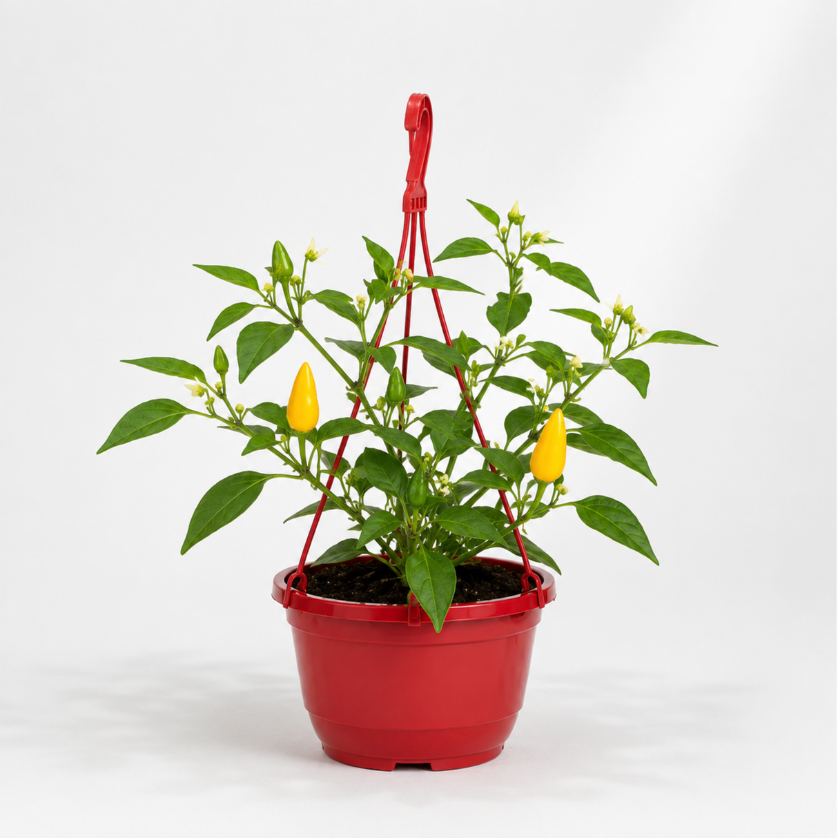 Sweet Pepper 'Peppers from Heaven Yellow' with clusters of yellow fruit set against lush green leaves