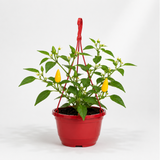 Sweet Pepper 'Peppers from Heaven Yellow' with clusters of yellow fruit set against lush green leaves