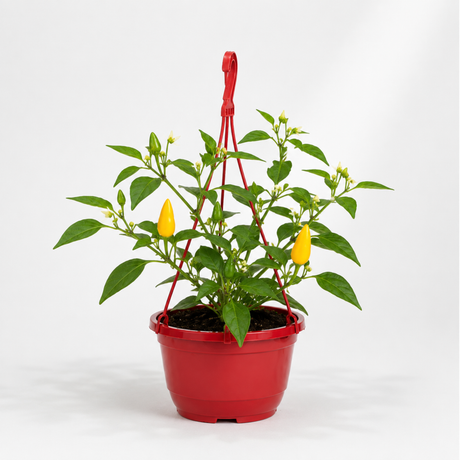 Sweet Pepper 'Peppers from Heaven Yellow' with clusters of yellow fruit set against lush green leaves