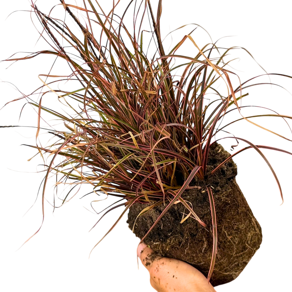 Further views of Uncinia rubra 'Everflame' showing its foliage and 2L pot at Cedar Nursery.