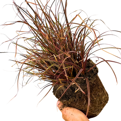 Further views of Uncinia rubra 'Everflame' showing its foliage and 2L pot at Cedar Nursery.