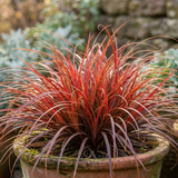 Further views of Uncinia rubra 'Everflame' showing its foliage and 2L pot at Cedar Nursery.