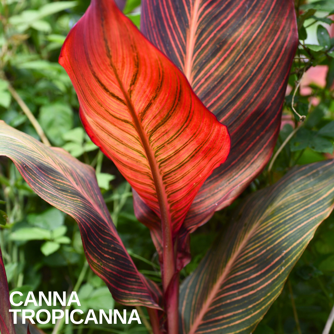 Canna 'Phasion' (Tropicanna) tropical canna lily with multicoloured striped foliage and summer flowers