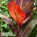 Canna 'Phasion' (Tropicanna) tropical canna lily with multicoloured striped foliage and summer flowers