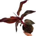Canna 'Phasion' syn Durban or Tropicanna, a tropical canna lily showing vivid multicoloured foliage and summer blooms
