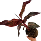 Canna 'Phasion' syn Durban or Tropicanna, a tropical canna lily showing vivid multicoloured foliage and summer blooms