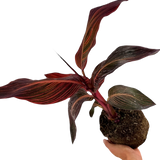 Canna 'Phasion' syn Durban or Tropicanna, a tropical canna lily showing vivid multicoloured foliage and summer blooms