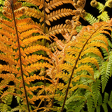 Dryopteris wallichiana Jurassic Gold ='Hollasic' fern with arching golden-green fronds, supplied as a large plant in a 3L pot.