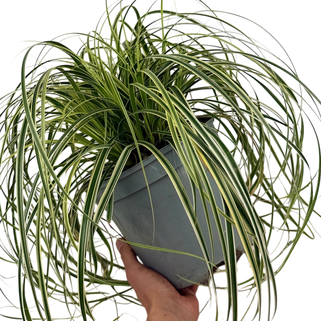Carex oshimensis 'Feather Falls' (v) variegated sedge supplied as a large 5L potted plant at Cedar Nursery, Cobham, Surrey.