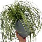 Carex oshimensis 'Feather Falls' (v) variegated sedge supplied as a large 5L potted plant at Cedar Nursery, Cobham, Surrey.