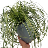 Carex oshimensis 'Feather Falls' (v) variegated sedge supplied as a large 5L potted plant at Cedar Nursery, Cobham, Surrey.