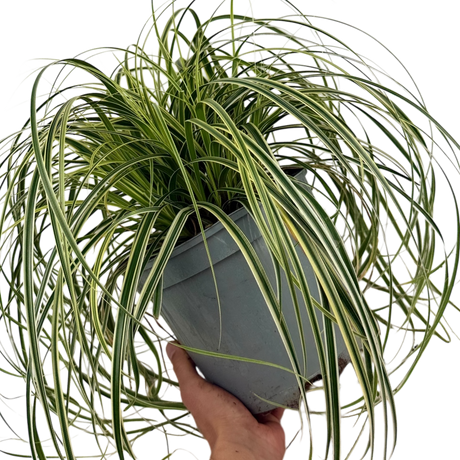 Carex oshimensis 'Feather Falls' (v) variegated sedge supplied as a large 5L potted plant at Cedar Nursery, Cobham, Surrey.