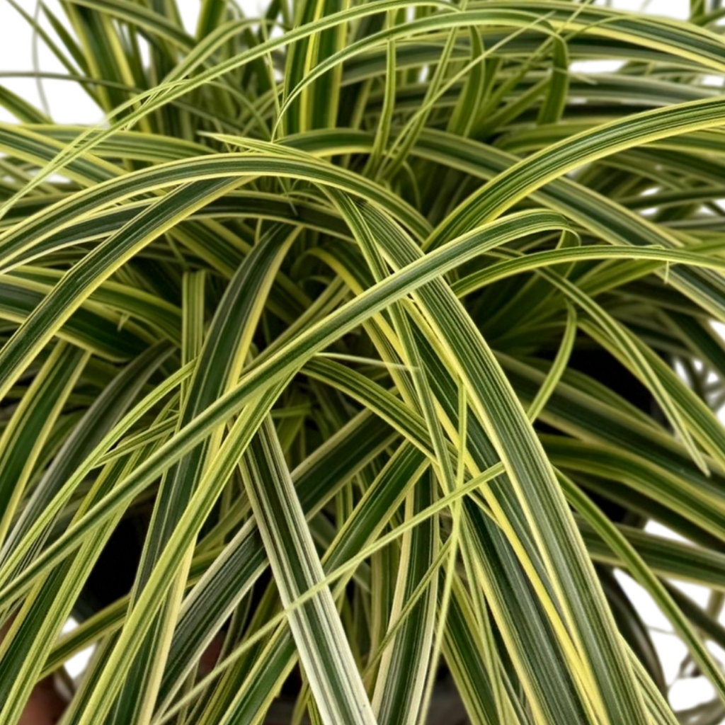 Carex oshimensis 'Feather Falls' (v) variegated sedge supplied as a large 5L potted plant at Cedar Nursery, Cobham, Surrey.