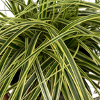 Carex oshimensis 'Feather Falls' (v) variegated sedge supplied as a large 5L potted plant at Cedar Nursery, Cobham, Surrey.