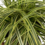 Carex oshimensis 'Feather Falls' (v) variegated sedge supplied as a large 5L potted plant at Cedar Nursery, Cobham, Surrey.