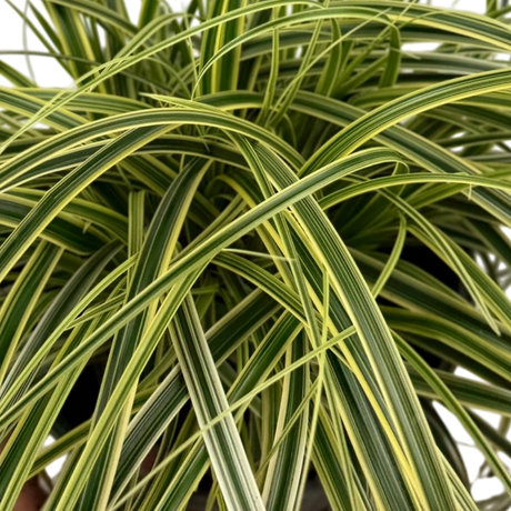Carex oshimensis 'Feather Falls' (v) variegated sedge supplied as a large 5L potted plant at Cedar Nursery, Cobham, Surrey.