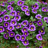 Calibrachoa 'Bumble Bee Blue' from Cedar Nursery, Cobham