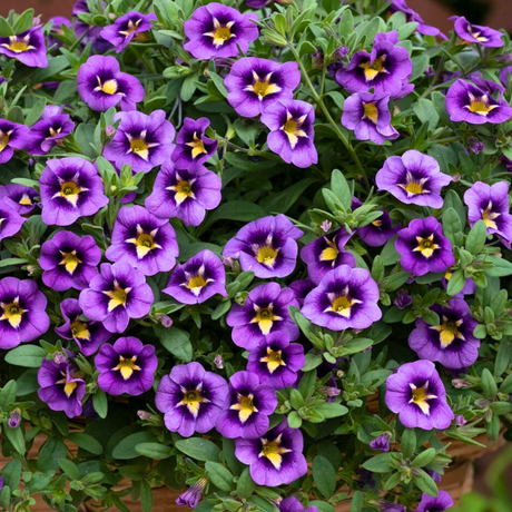 Calibrachoa 'Bumble Bee Blue' from Cedar Nursery, Cobham