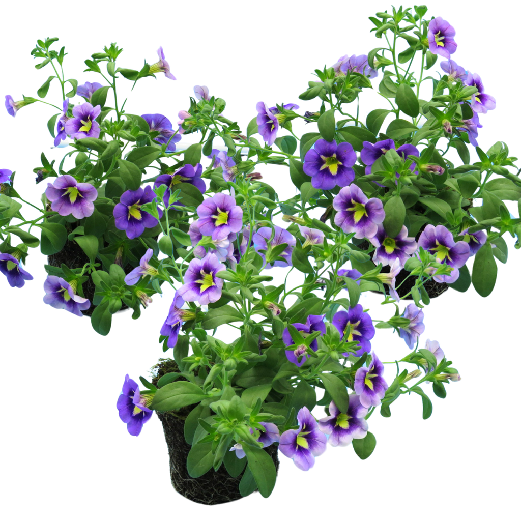 Calibrachoa 'Bumble Bee Blue' from Cedar Nursery, Cobham