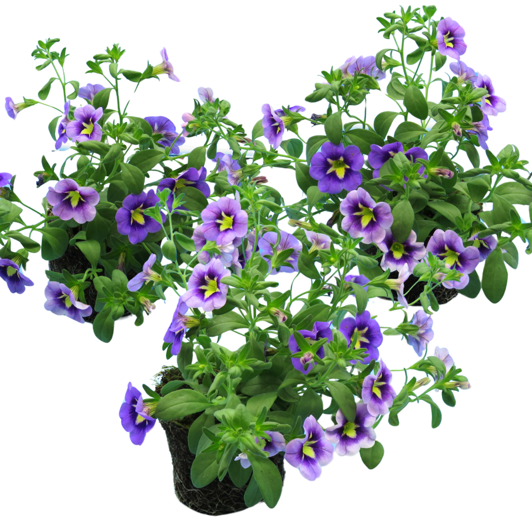 Calibrachoa 'Bumble Bee Blue' from Cedar Nursery, Cobham