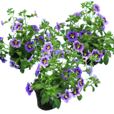 Calibrachoa 'Bumble Bee Blue' from Cedar Nursery, Cobham