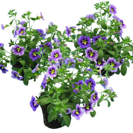 Calibrachoa 'Bumble Bee Blue' from Cedar Nursery, Cobham