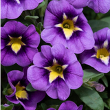 Calibrachoa 'Bumble Bee Blue' from Cedar Nursery, Cobham
