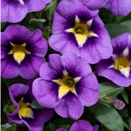 Calibrachoa 'Bumble Bee Blue' from Cedar Nursery, Cobham