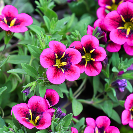 Calibrachoa 'Bumble Hot Pink' from Cedar Nursery, Cobham