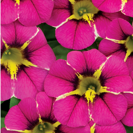 Calibrachoa 'Bumble Hot Pink' from Cedar Nursery, Cobham