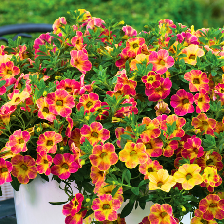 Calibrachoa 'Cabaret Diva Orange' from Cedar Nursery, Cobham
