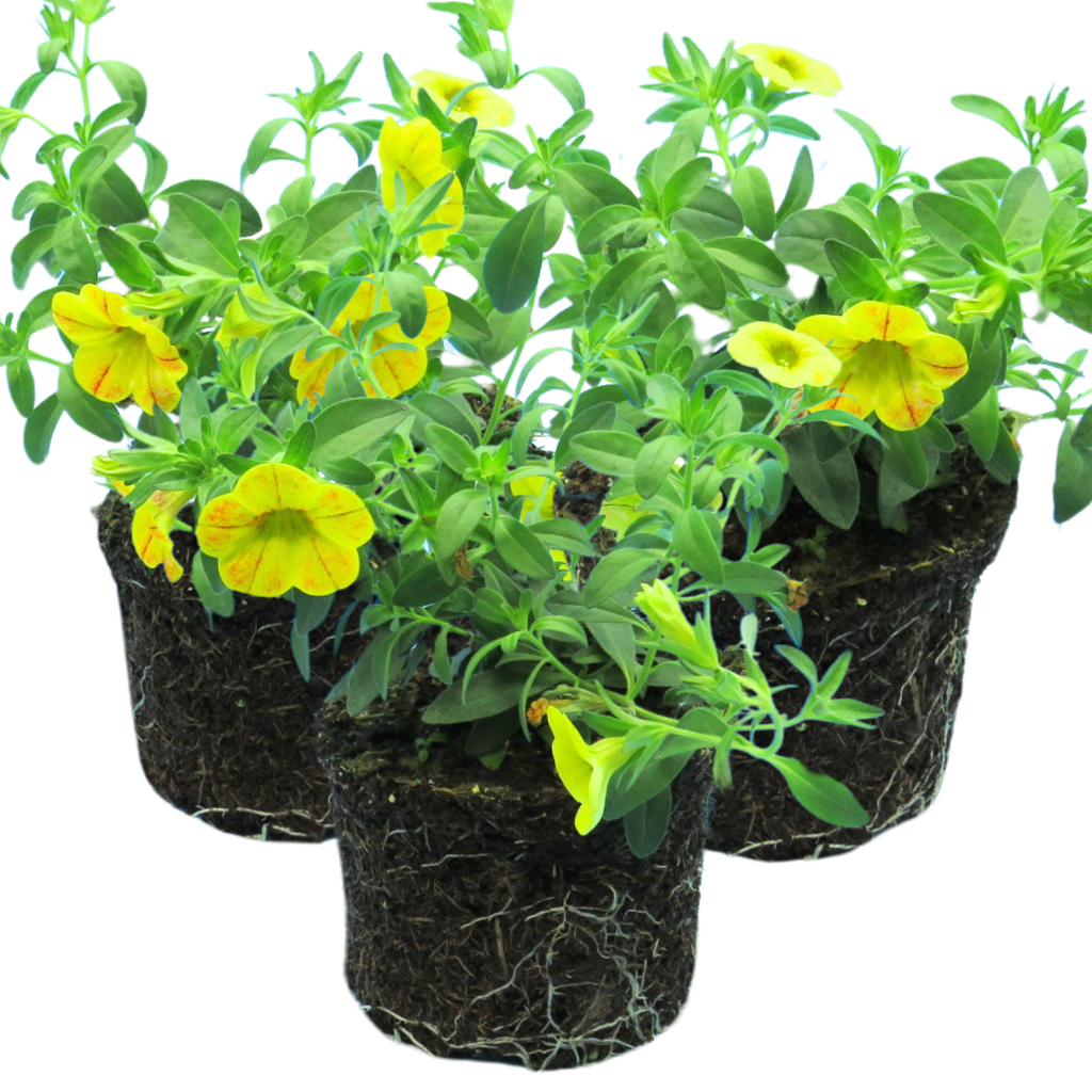 Calibrachoa 'Cabaret Diva Orange' from Cedar Nursery, Cobham