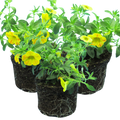 Calibrachoa 'Cabaret Diva Orange' from Cedar Nursery, Cobham