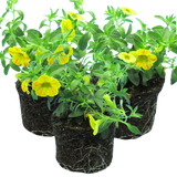 Calibrachoa 'Cabaret Diva Orange' from Cedar Nursery, Cobham