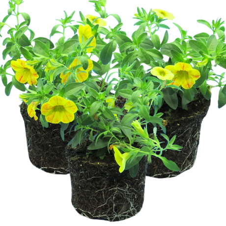 Calibrachoa 'Cabaret Diva Orange' from Cedar Nursery, Cobham