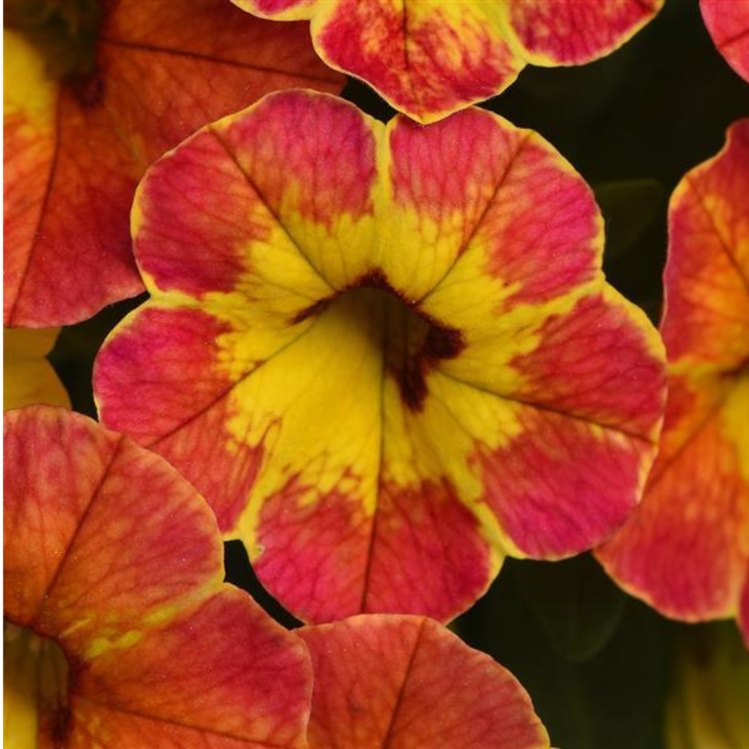 Calibrachoa 'Cabaret Diva Orange' from Cedar Nursery, Cobham