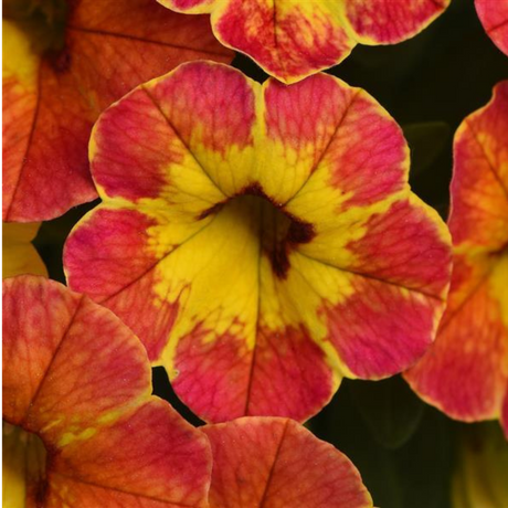 Calibrachoa 'Cabaret Diva Orange' from Cedar Nursery, Cobham