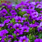 Calibrachoa 'Cabaret Early Blue' from Cedar Nursery, Cobham