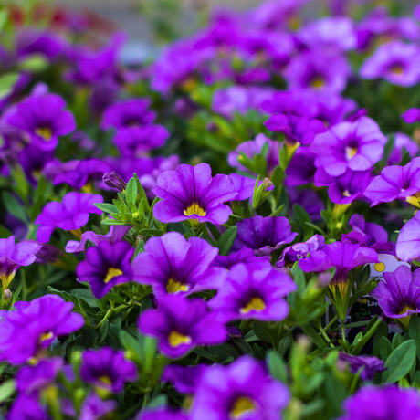 Calibrachoa 'Cabaret Early Blue' from Cedar Nursery, Cobham