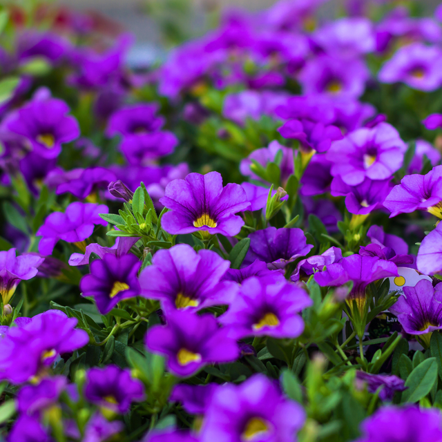 Calibrachoa 'Cabaret Early Blue' from Cedar Nursery, Cobham