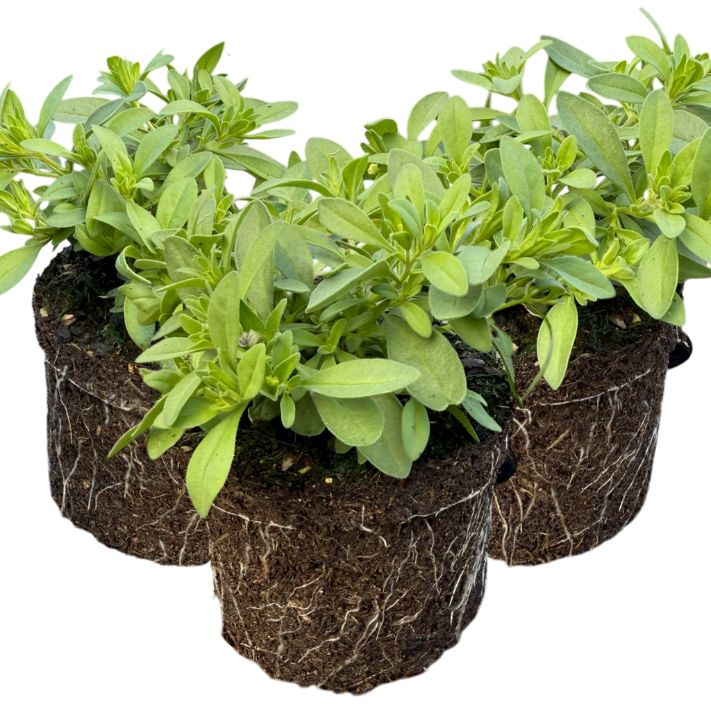 Calibrachoa 'Cabaret Early Blue' from Cedar Nursery, Cobham
