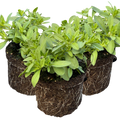 Calibrachoa 'Cabaret Early Blue' from Cedar Nursery, Cobham